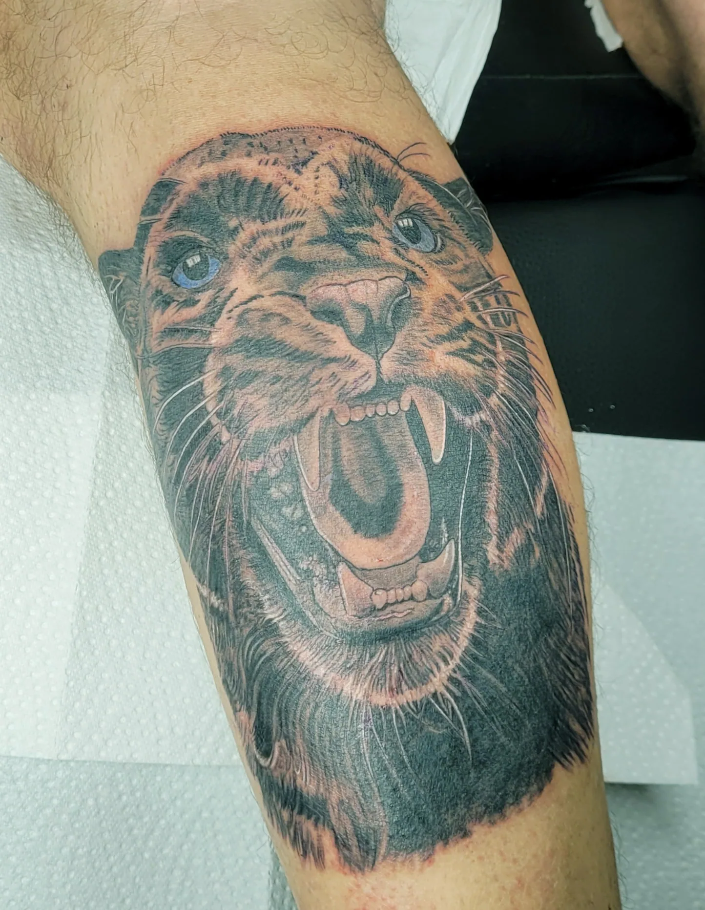 Tatouage réaliste d'un fauve rugissant aux yeux bleus en noir et gris sur la jambe, pièce hero du salon, réalisée par Jean-Marie Joullié au salon JMJ Tattoo à Sérignan près de Béziers