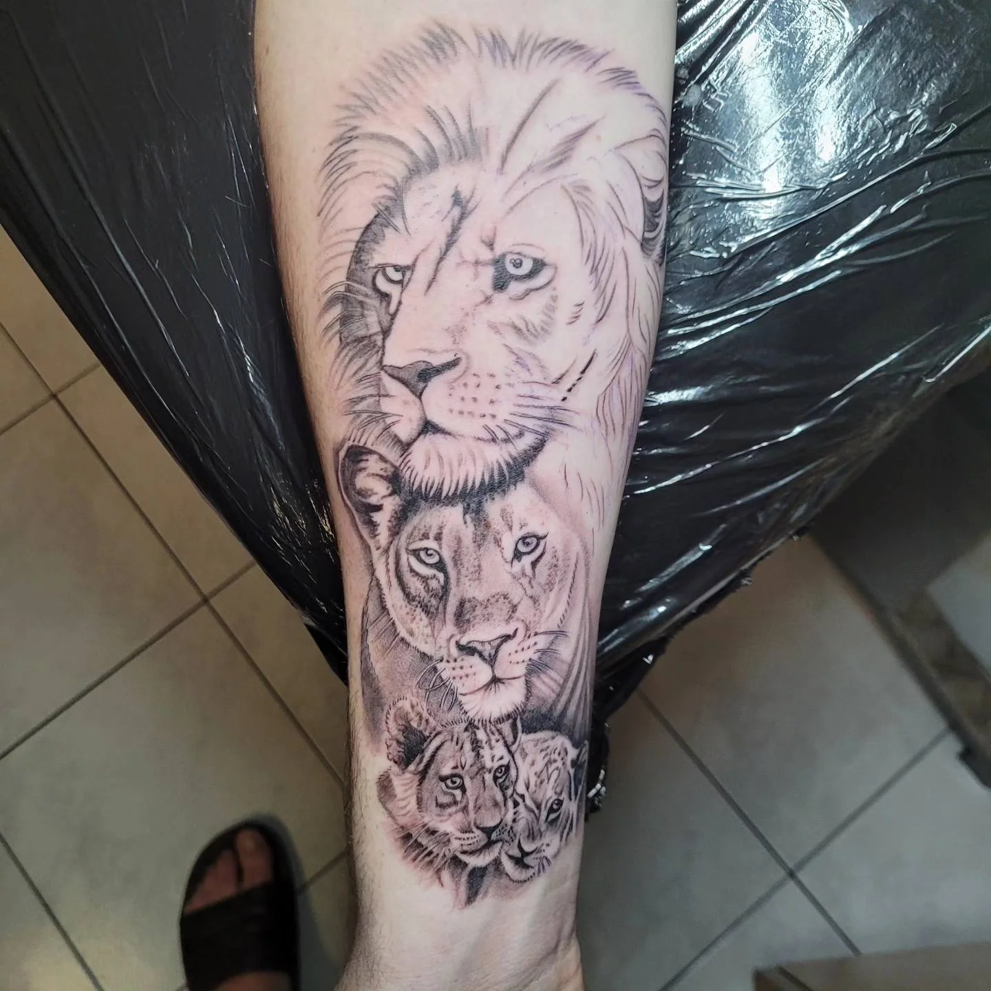 Tatouage réaliste d'une famille de lions - lion, lionne et deux lionceaux - en noir et gris sur l'avant-bras, pièce emblématique réalisée par Jean-Marie Joullié au salon JMJ Tattoo à Sérignan près de Béziers